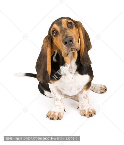 巴吉度獵犬的小狗