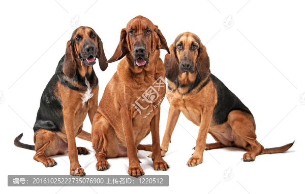 三株犬White獵犬