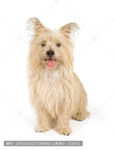 凱恩梗犬孤立White