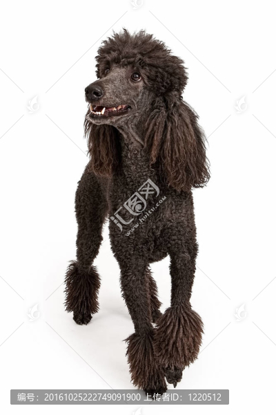快樂的黑色標(biāo)準(zhǔn)貴賓犬