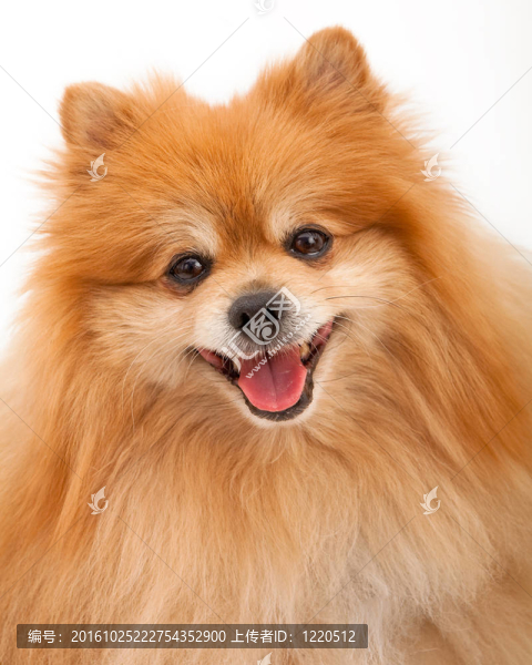 博美犬圖片