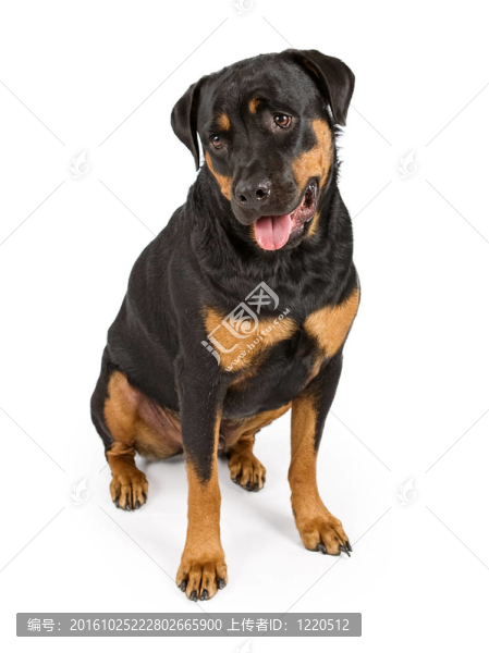 羅威納犬低頭