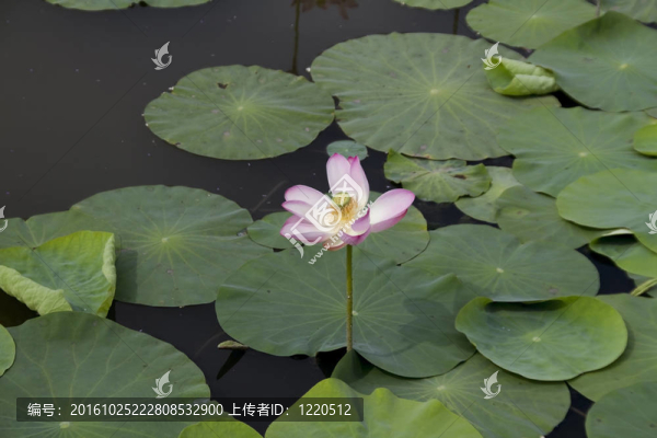 荷花在水中