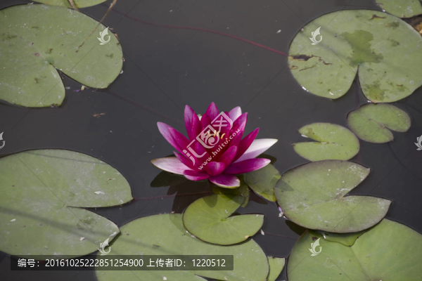 荷花在水中