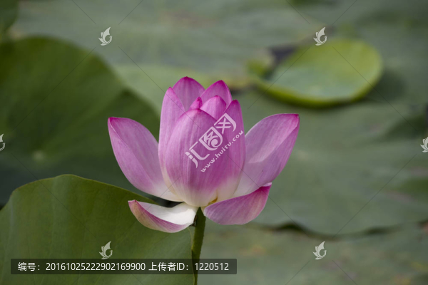 荷花在水中