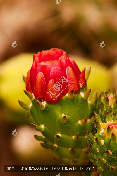 紅仙人掌花準備開花。