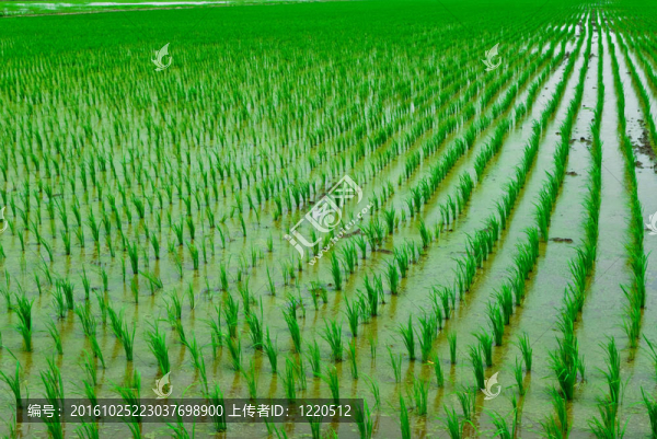 稻田