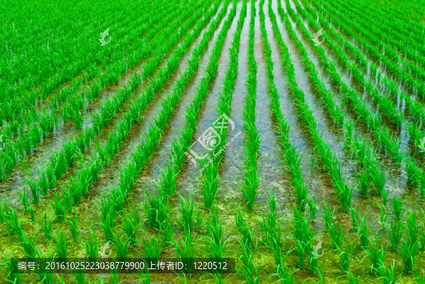 稻田