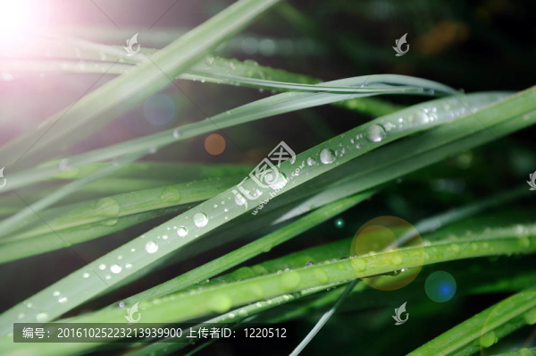 露珠