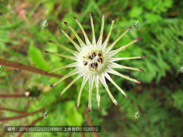 光禿禿的蒲公英（Taraxacum）
