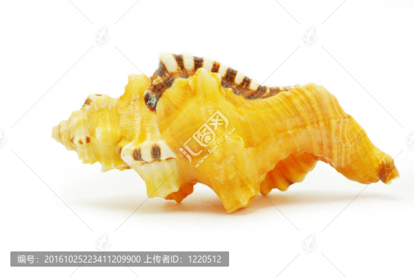 殼