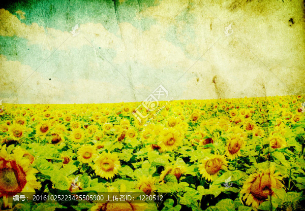 向日葵花田