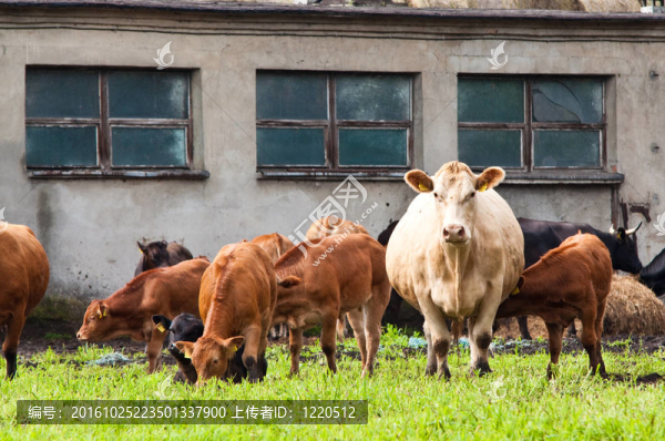 在奶牛場(chǎng)上的年輕和成熟的奶牛