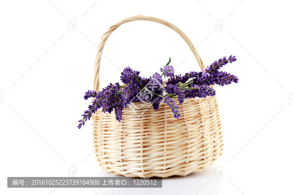 薰衣草花籃