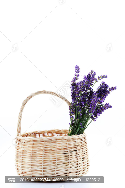薰衣草花籃