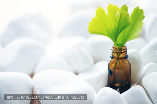 銀杏精油