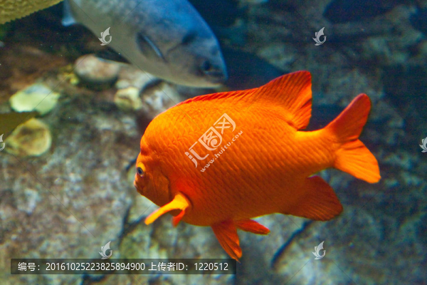 魚缸里的橙色魚
