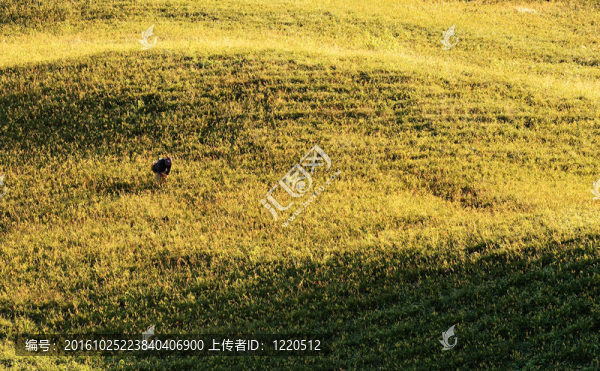 農(nóng)業(yè)景觀