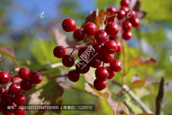 漿果