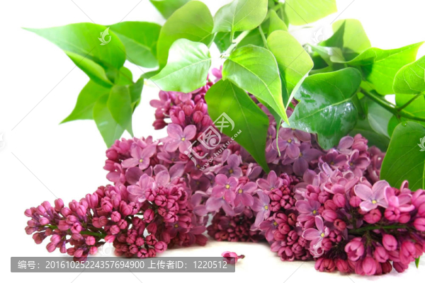丁香花白色