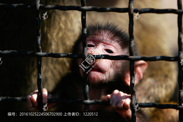 靠近狒狒猴子寶寶畫像在籠