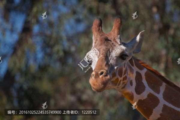 Giraffe,Head直上