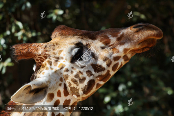 Giraffe,Head對(duì)角