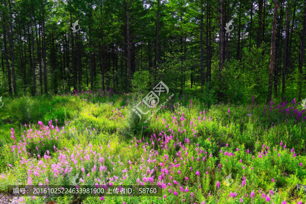 松林風景