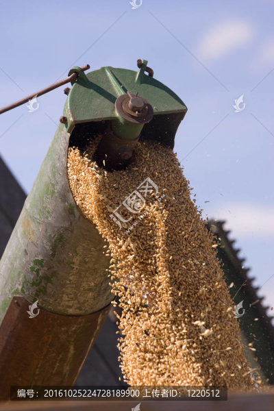 來自聯(lián)合收割機(jī)的小麥籽粒的關(guān)閉。