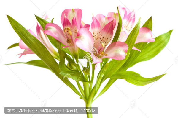 Alstromeria