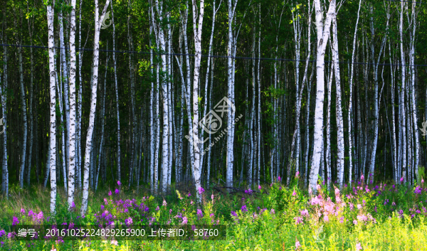 白樺林風(fēng)景