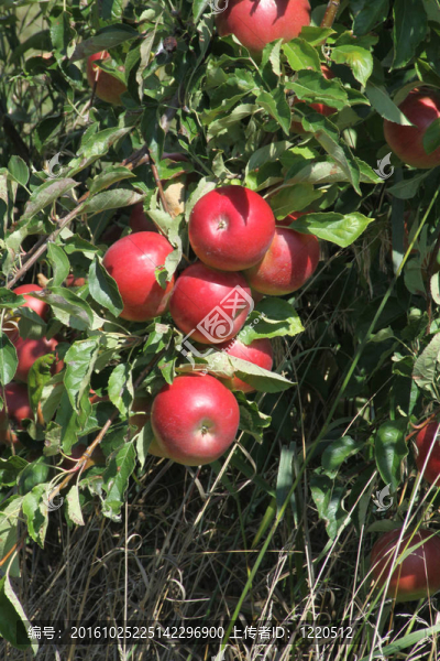 蘋果；紅色（樹上）