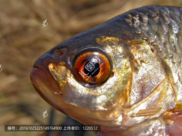 頭魚