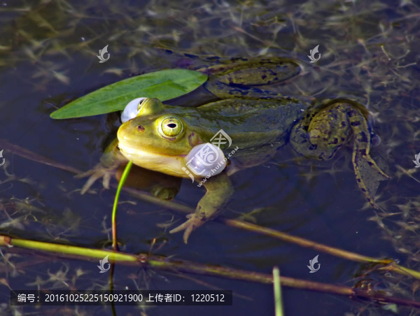青蛙在沼澤