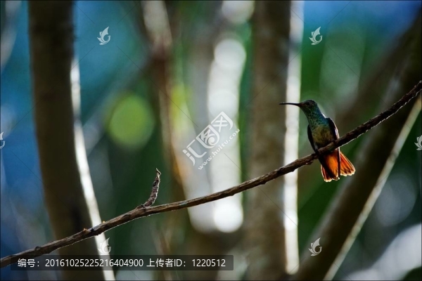樹枝上的蜂鳥。