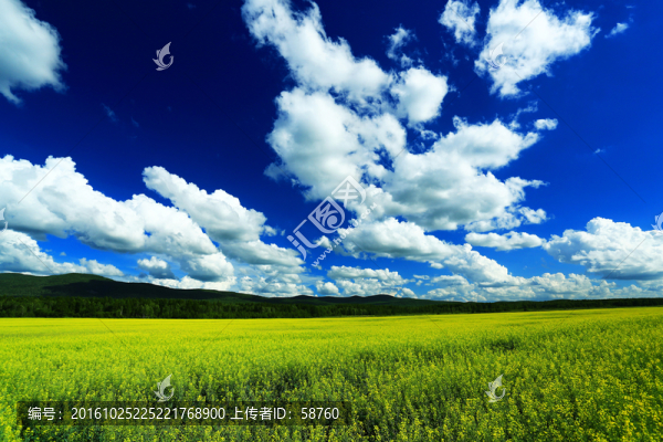 農(nóng)田油菜花