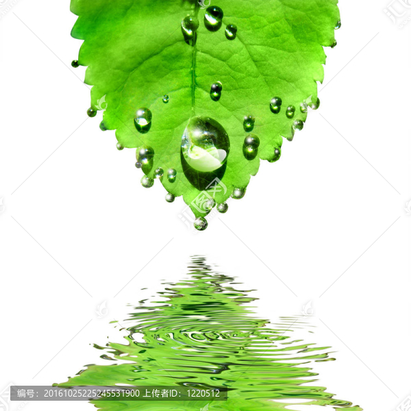 綠色的葉子與白色的水滴分離