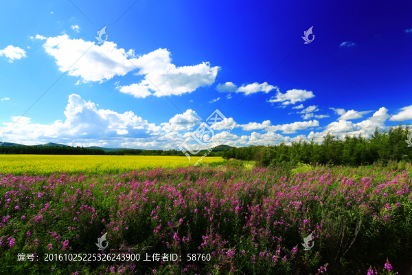 油菜花農田