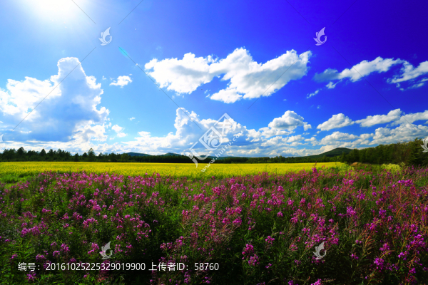 田野風光
