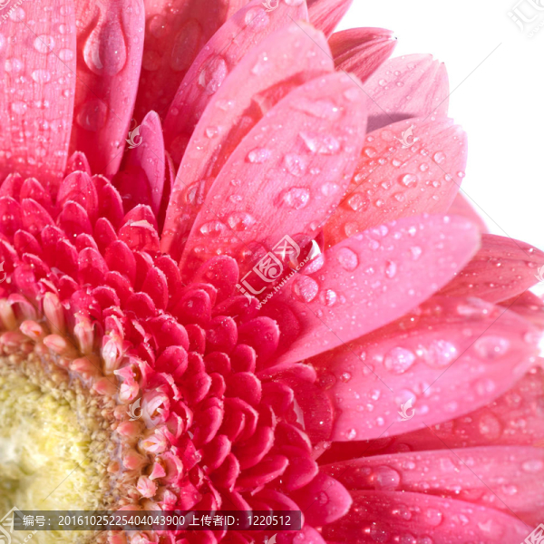 Pink,daisy,gerbera與水滴白色隔離