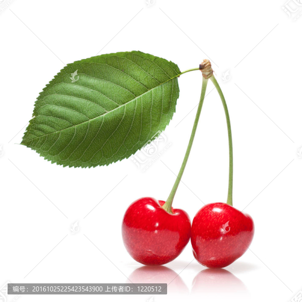 白色的葉子上分離的紅櫻桃