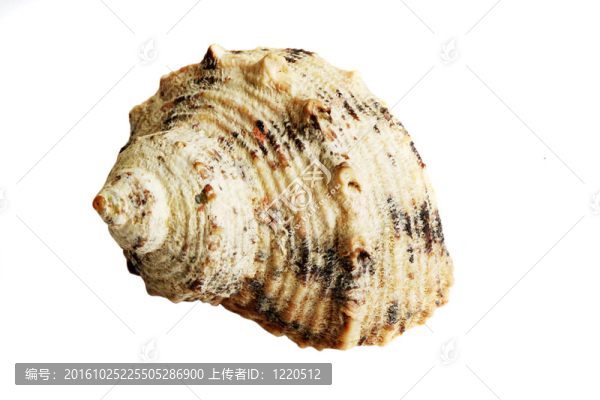 殼