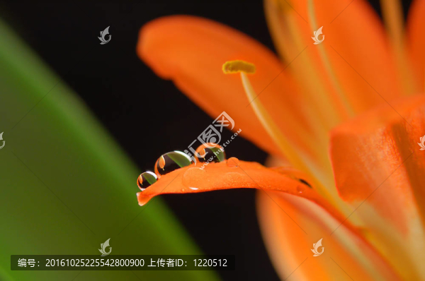 橙花上三顆晶瑩的水珠