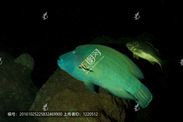 拿破侖隆頭魚