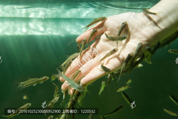 手與魚的水（魚水療護膚）