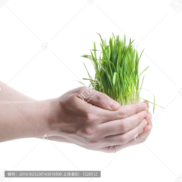 人類手上拿著綠色的草