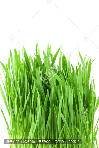 白色的近距離綠草