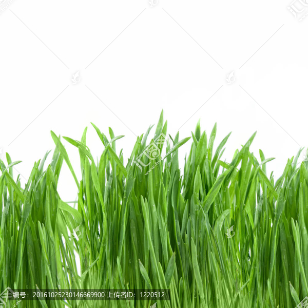 白色的近距離綠草