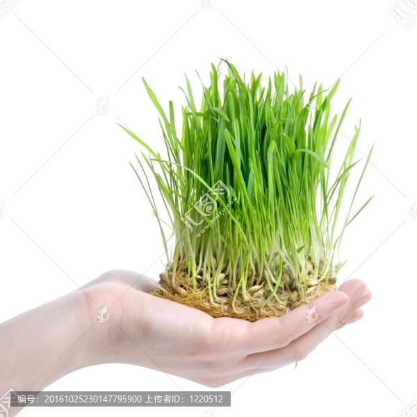 人類手上拿著綠色的草