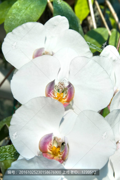 白蘭花